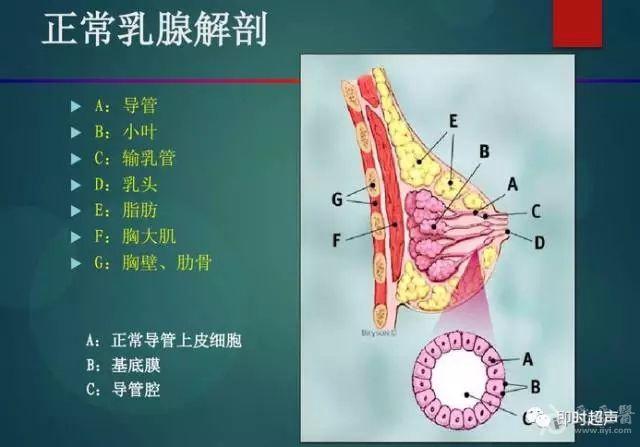 乳腺疾病超聲診斷及birads分級