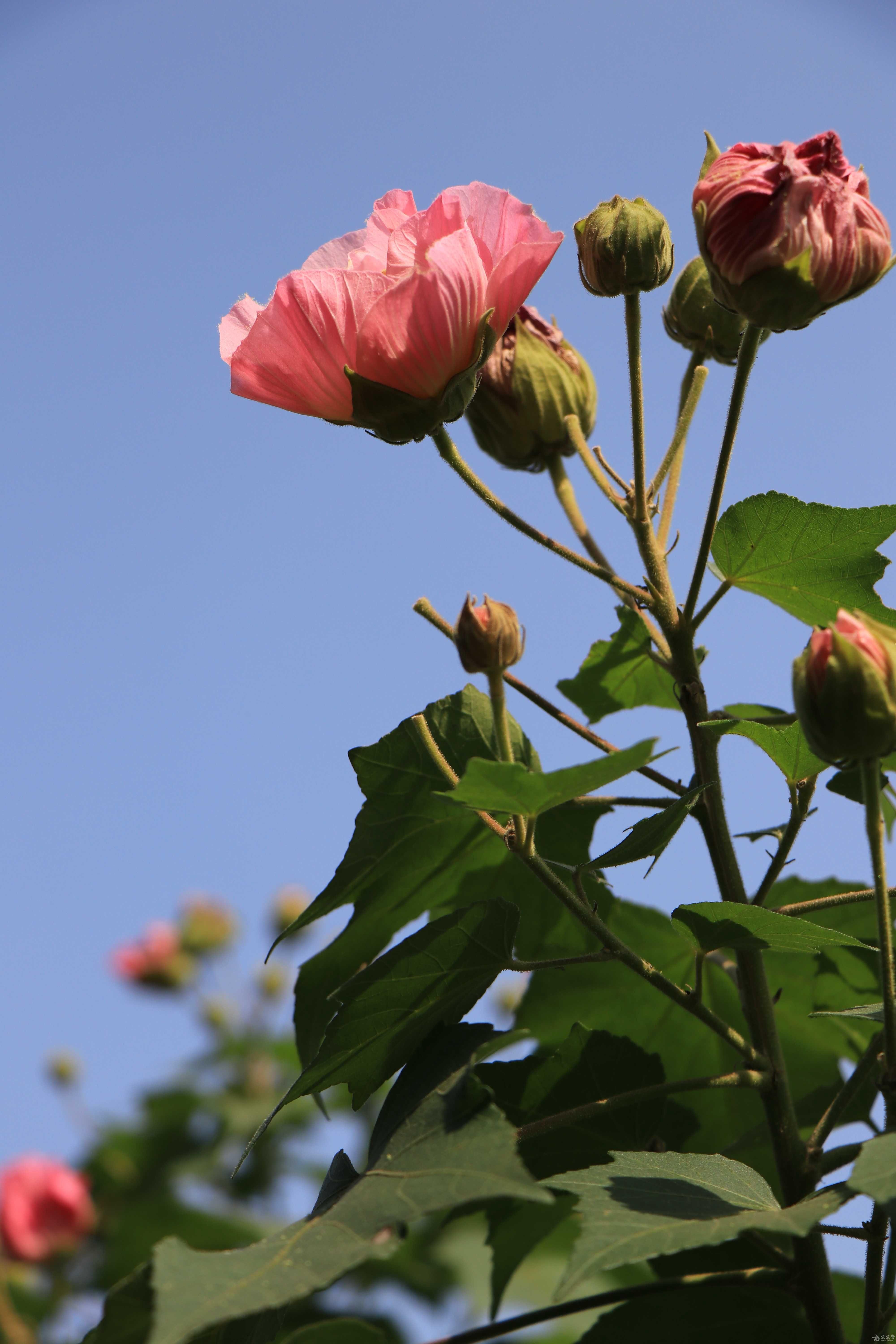 花:木芙蓉 - 【我爱摄影】 - 爱爱医医学论坛