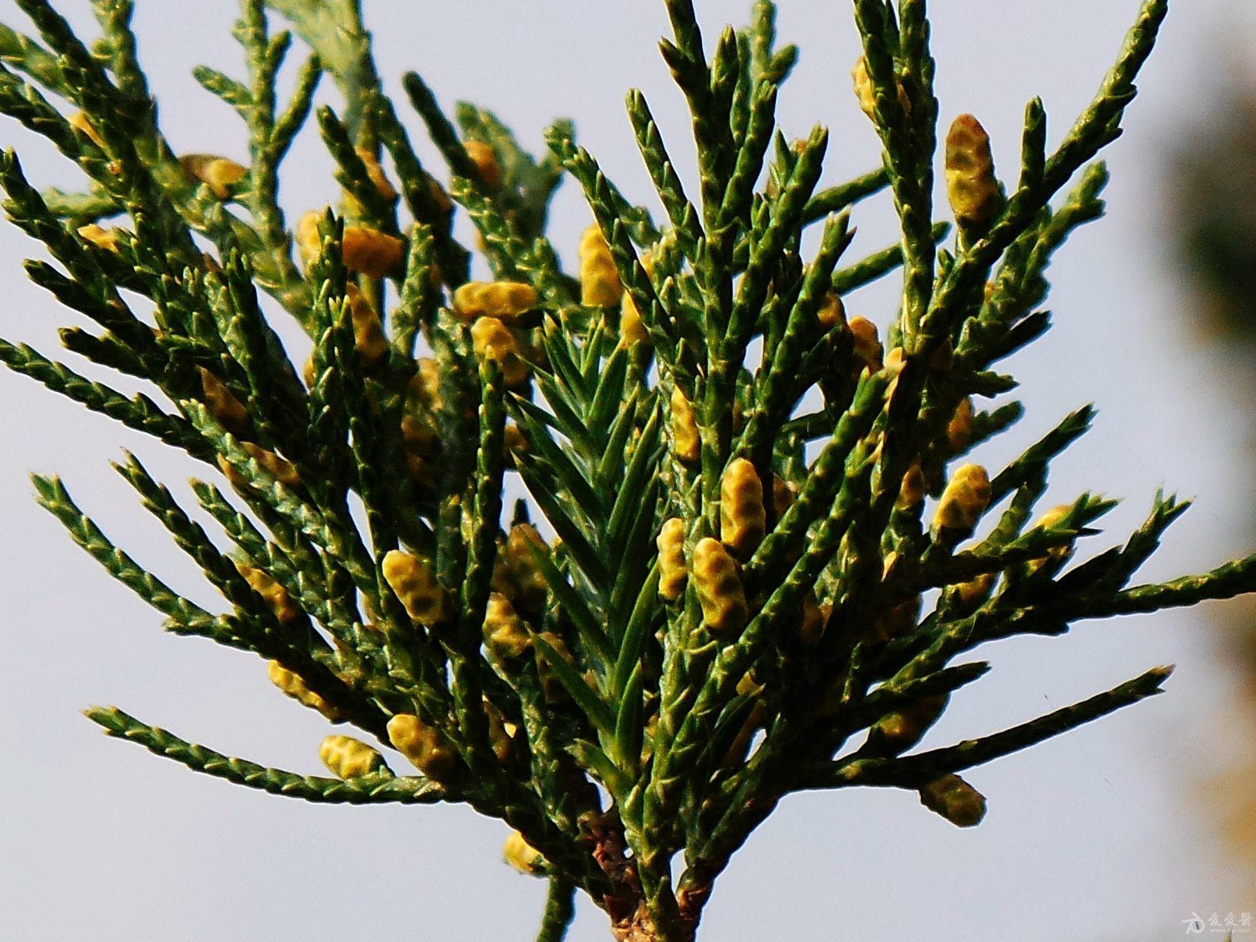 圆柏针叶鳞叶一身披