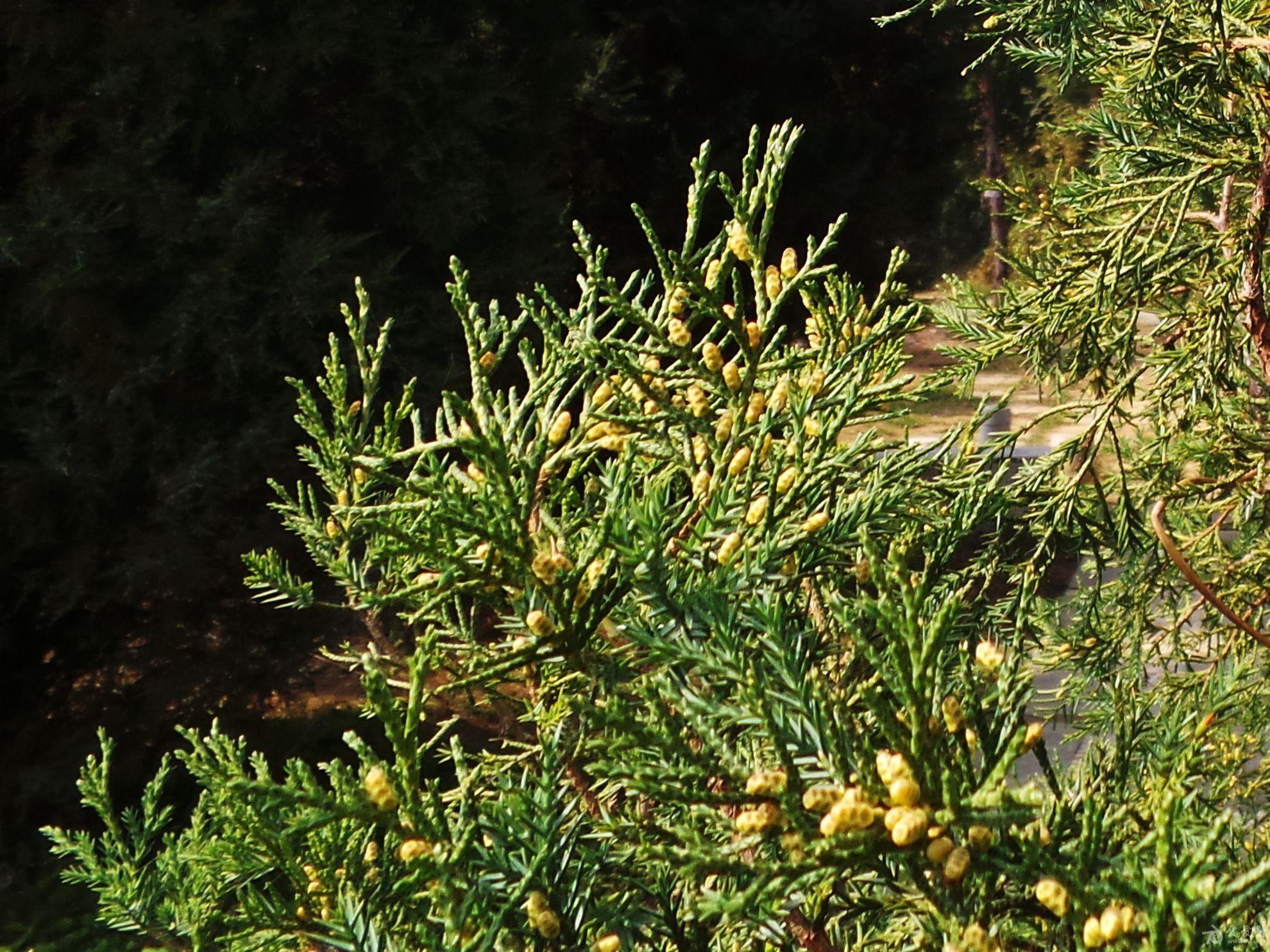 圆柏针叶鳞叶一身披