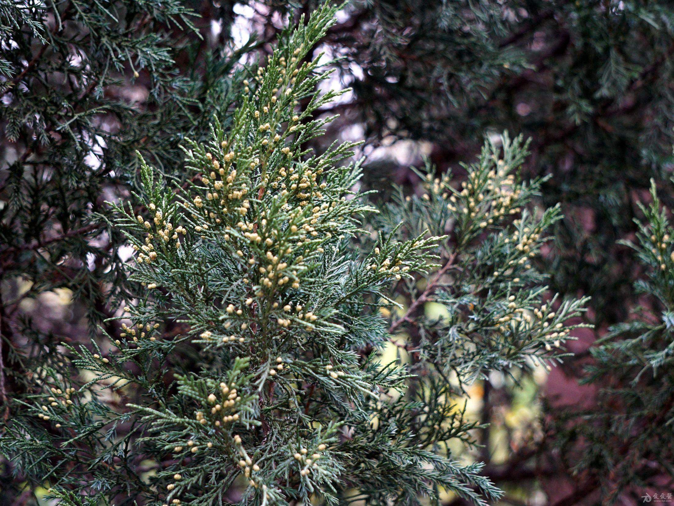 圆柏针叶鳞叶一身披