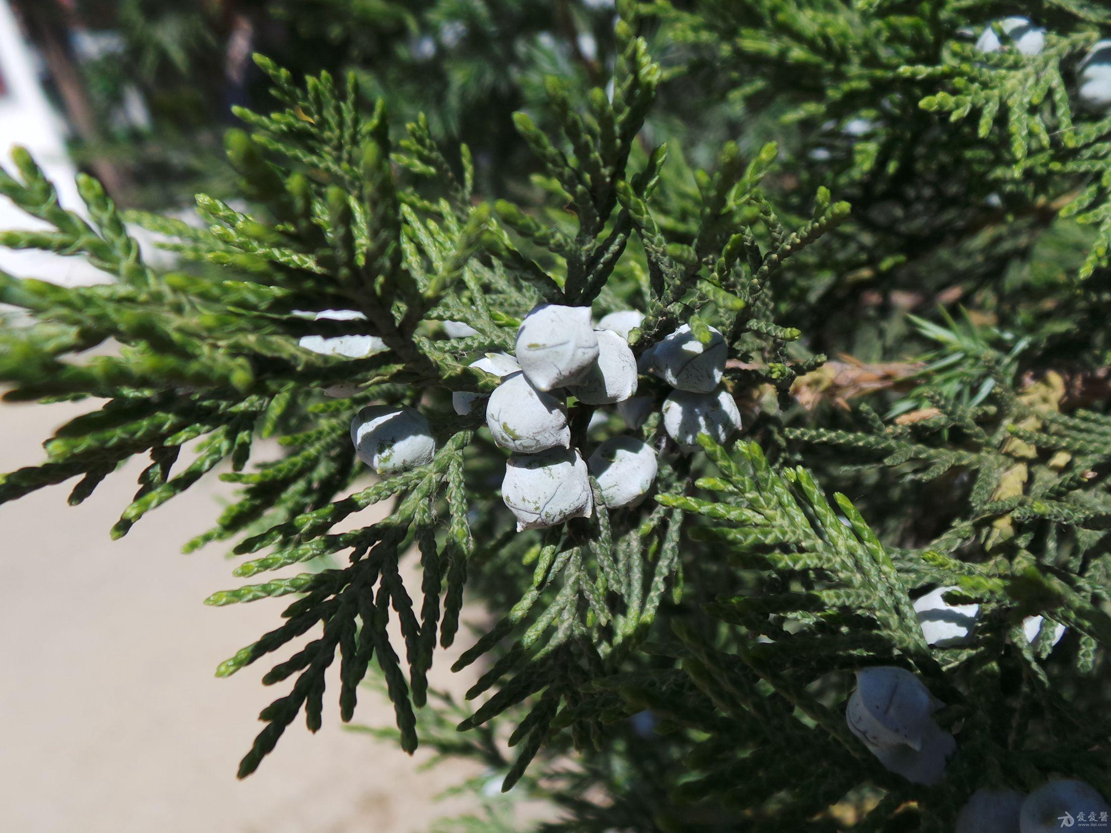 圆柏针叶鳞叶一身披