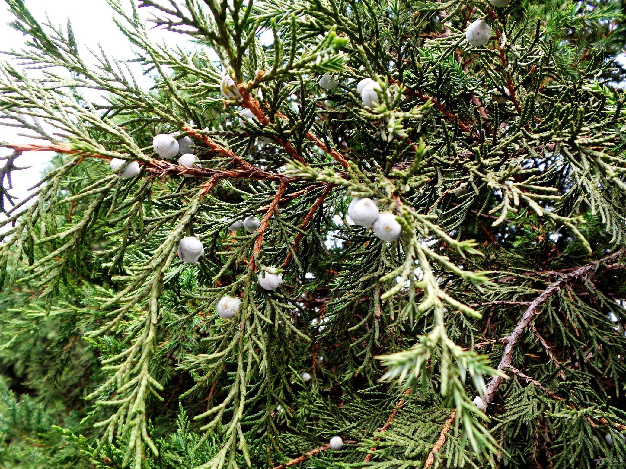 圆柏针叶鳞叶一身披