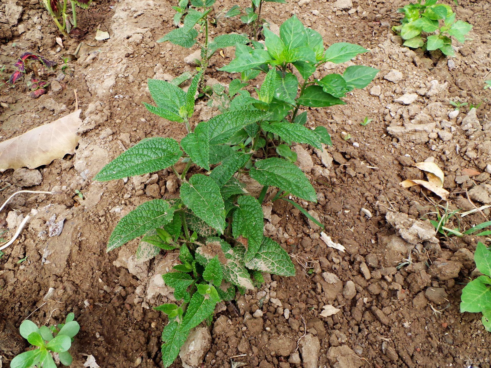 甘露子与草石蚕的纠葛