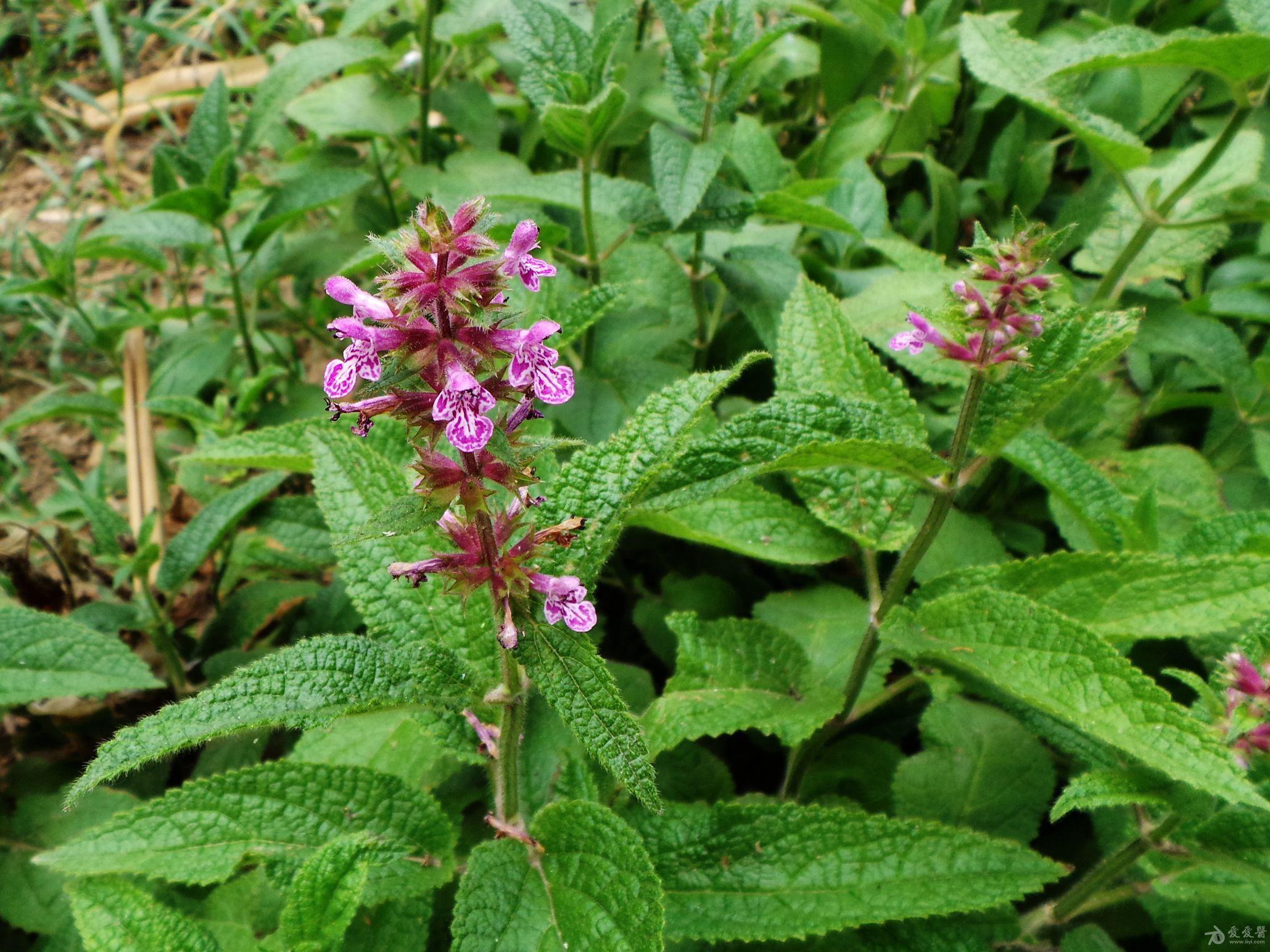 甘露子与草石蚕的纠葛
