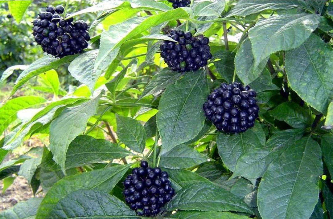 刺五加是不是五加皮? - 中药学讨论版 - 爱爱医医学论坛