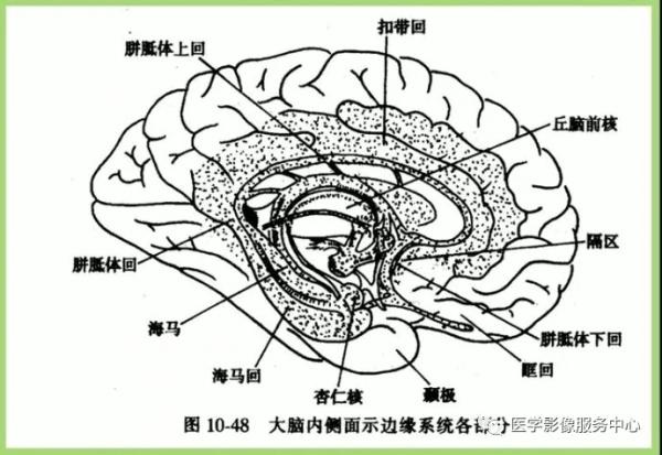 转帖 边缘系统记忆方法 神经外科专业讨论版 爱爱医医学论坛