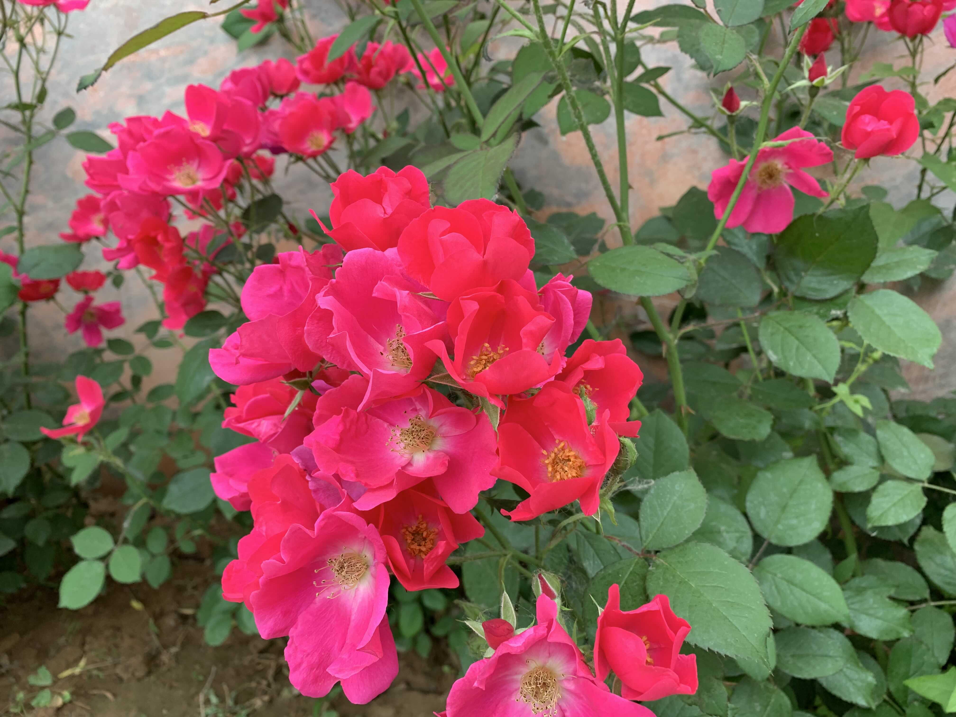 单瓣月季,初夏风采