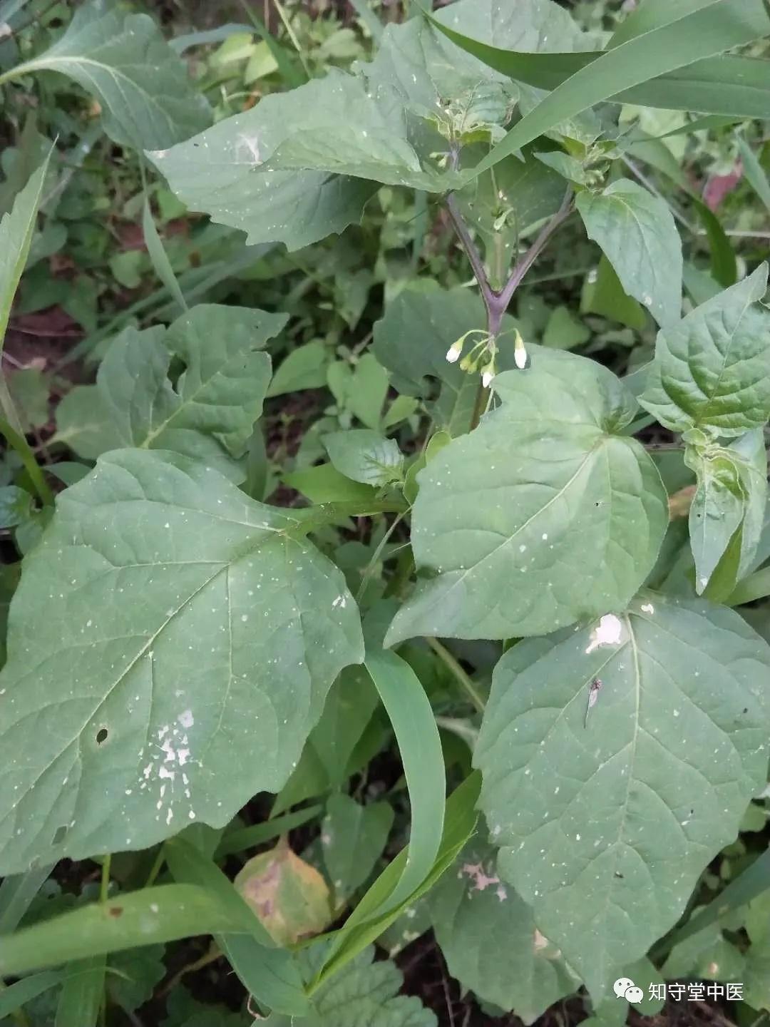 路边香草药图片图片