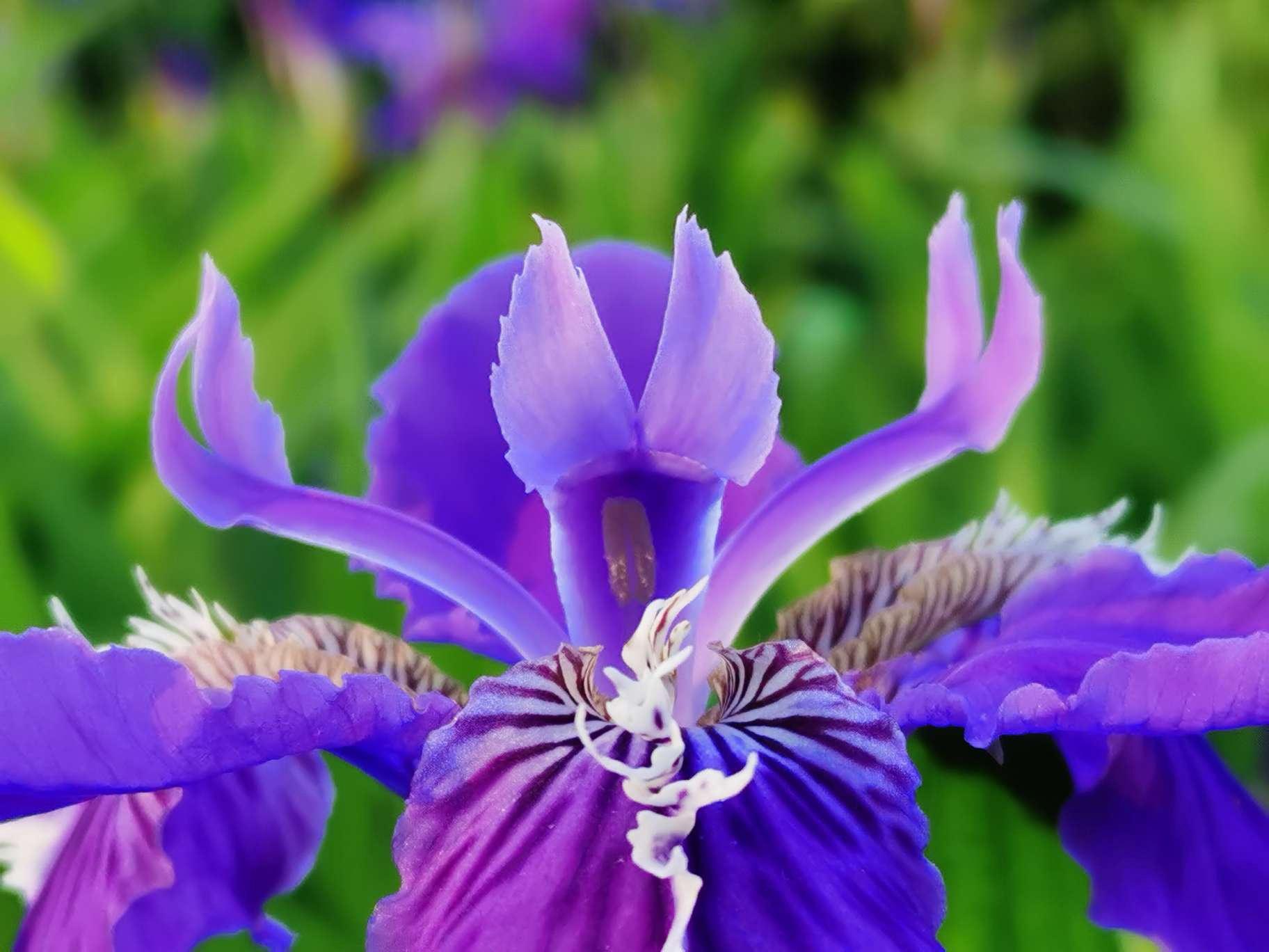 一组紫色鸢尾花