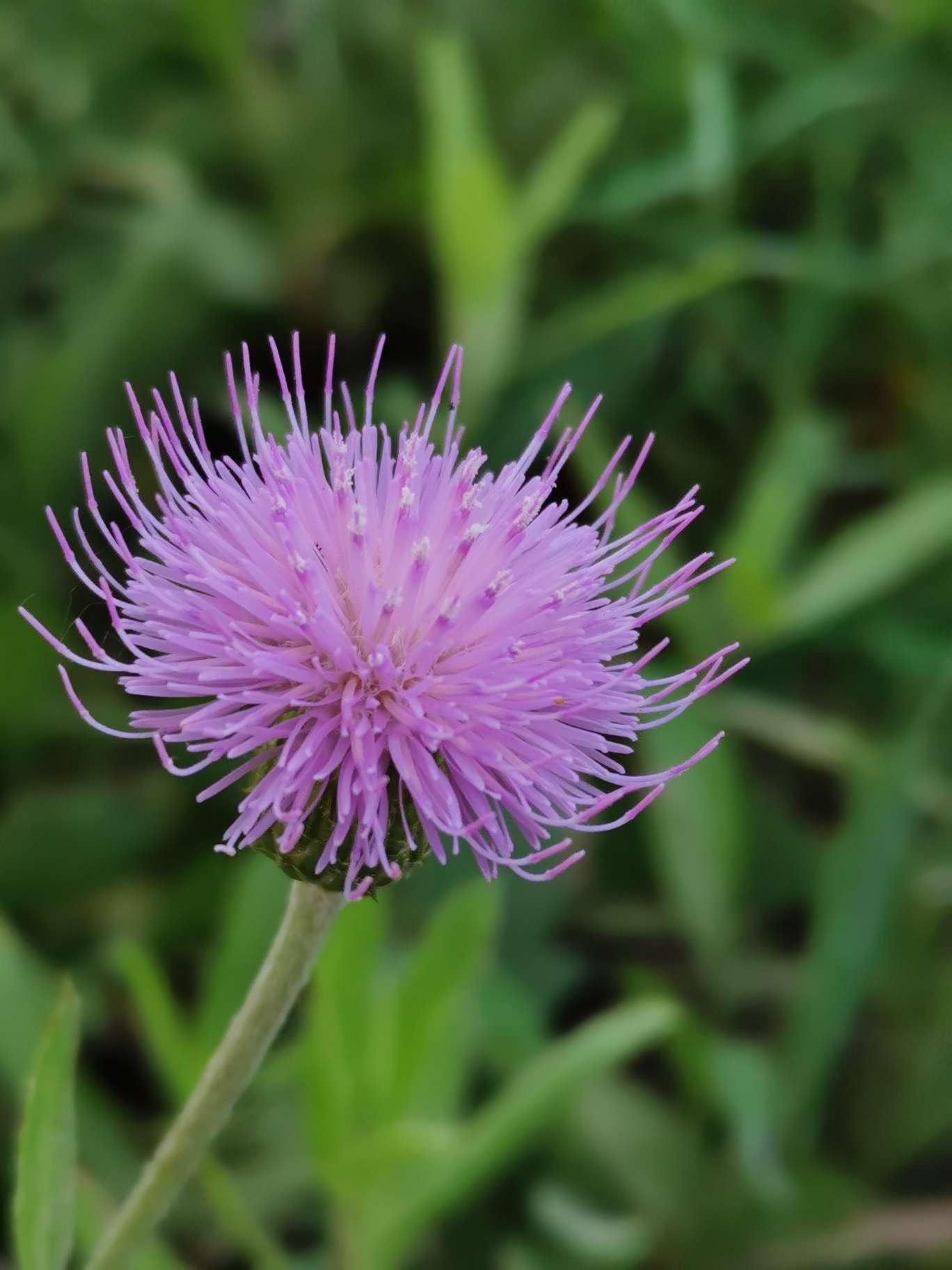 刺儿菜的花朵与果实